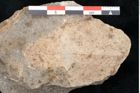 Foto (Detailansicht) von Daphnophyllum sp. (NHMW-GEO-2024-0188-10167)